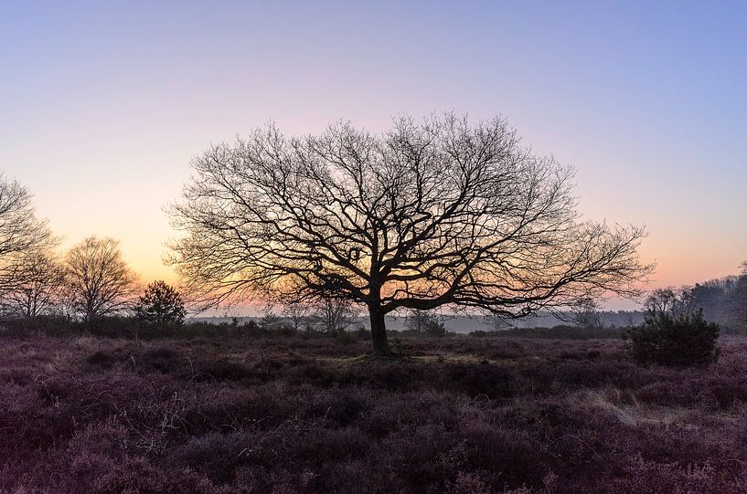 Solitary leafless tree at dawn on the Hoorneboeg heath near Hilversum by Walter Frisart