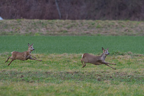 Deer on guard