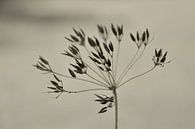 Schermbloem, silhouet op naturel achtergrond; zwart sepia van Bianca ter Riet thumbnail