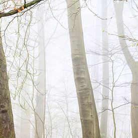 Un matin brumeux sur Christel Stevens