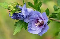 Hibiscus