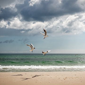 Ostsee und drei Seemöwen von Yana Kunstfotografie