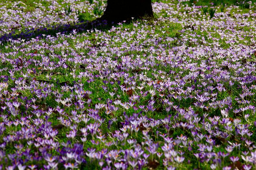 Crocuses by Thomas Jäger