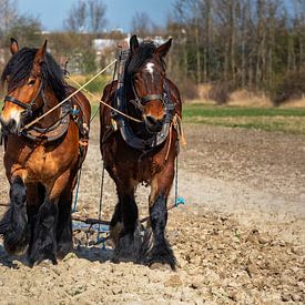 Travail de printemps avec les chevaux de trait sur Bram van Broekhoven