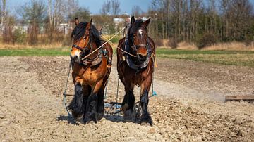 Travail de printemps avec les chevaux de trait sur Bram van Broekhoven