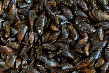 Moules