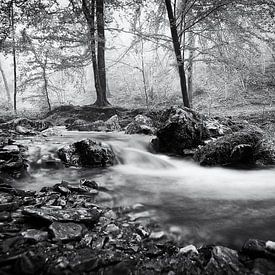 Stream in the misty forest of Ninglinspo by Jacqueline Lemmens