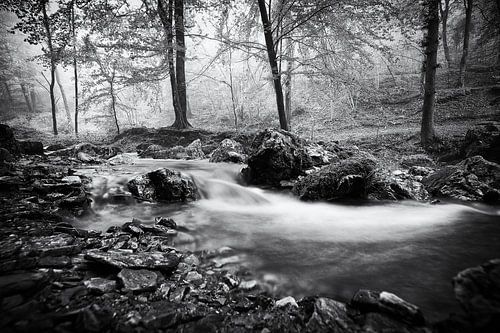 Beek in het mistige bos van Ninglinspo
