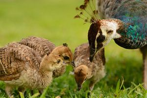 Mama pauw met kuikens van Latifa - Natuurfotografie