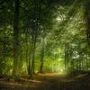 Zonlicht in het bos van Klaas Fidom
