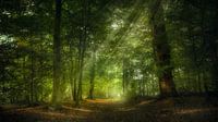 Zonlicht in het bos par Klaas Fidom Aperçu
