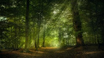 Zonlicht in het bos von Klaas Fidom