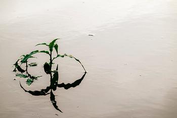 Une petite plante dépasse son propre reflet sombre