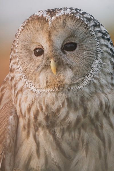 Ural owl in sunset by Dorien Veenstra