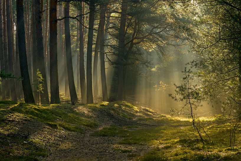 Im Märchenwald von Heiko Lehmann