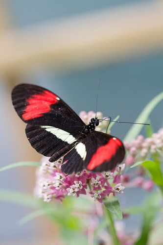 Auffällige Augen von QEIMOY