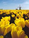 Windmolen met bollenveld van gele tulpen, Nederland, truc, montage van Rene van der Meer thumbnail