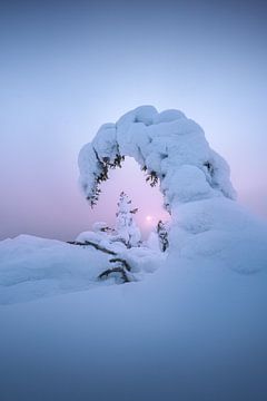 Besneeuwde Bomen in Fins Lapland van Tales of Justin