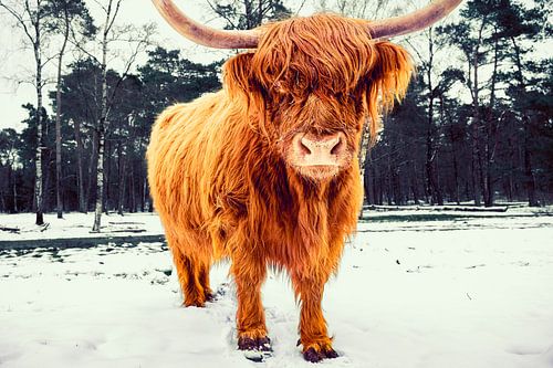 Schotse Hooglander in de sneeuw tijdens de winter in een bos
