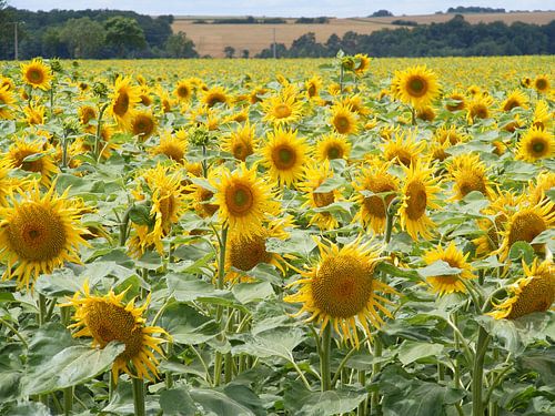 veld zonnebloemen