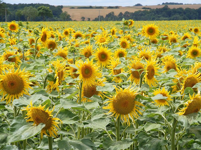 veld zonnebloemen by Mirjam van Ginkel