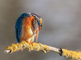 Brushing kingfisher by Lies Bakker