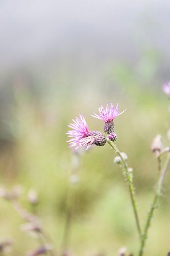 Wilde bloemen/Wild flowers
