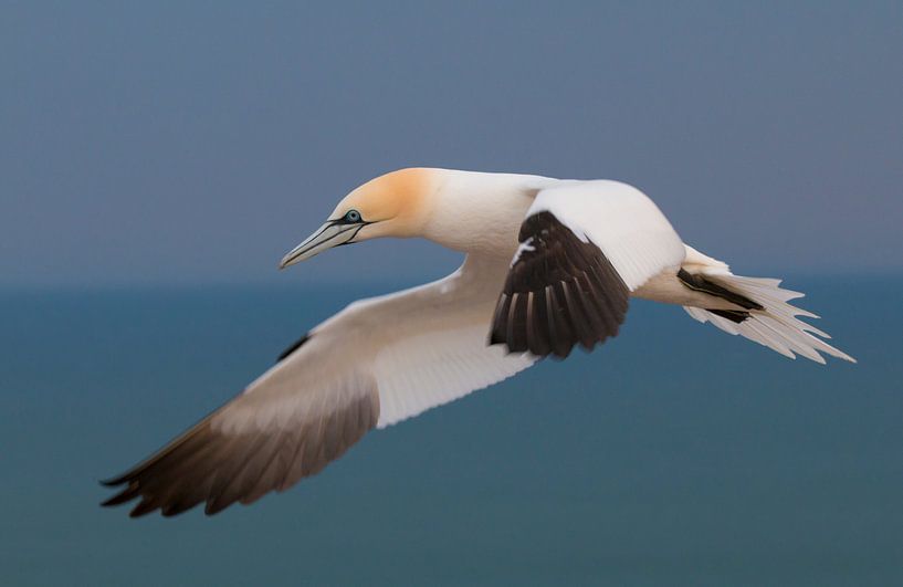 Jan van Gent von Robert Westerhof