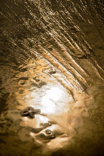 Zeester in gouden zonlicht