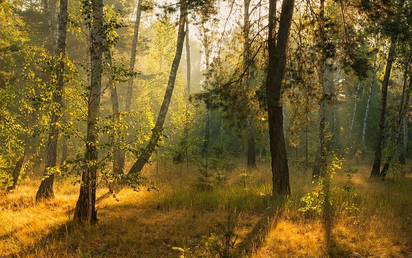 Matin ensoleillé dans la forêt par Mykhailo Sherman