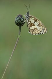 Dambordje by Dennis Stronks