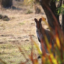 Curious wallaby hidden behind plants by Lau de Winter
