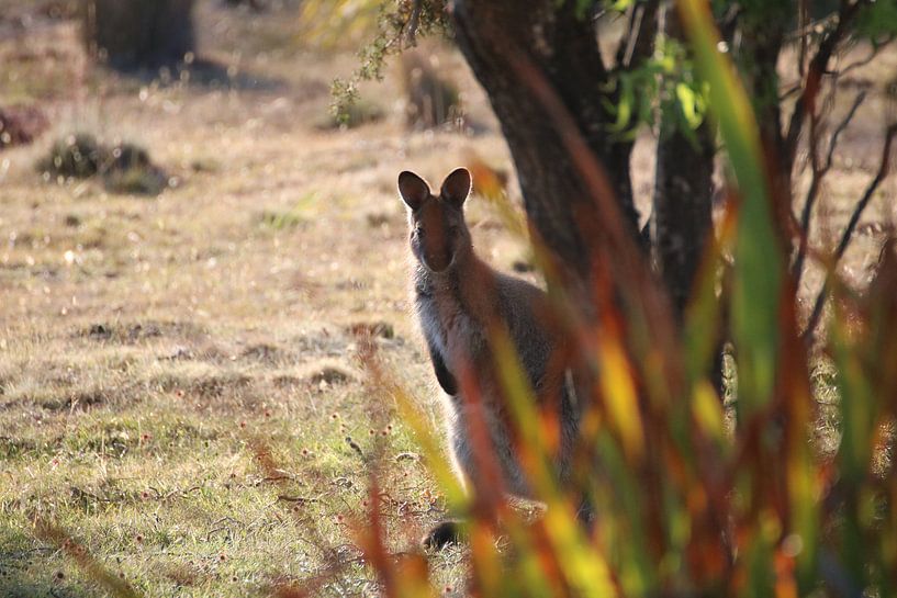 Neugieriges Wallaby hinter Pflanzen versteckt von Lau de Winter