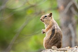 Hallo, hallo, hallo!