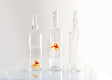 Goldfisch in der Flasche von Christiane Calmbacher