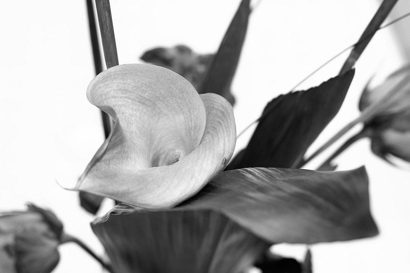 Calla Schwarz Weiß von Markus Wegner