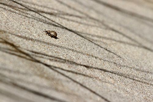 Tapfere Zähigkeit von Arjen Kruisman