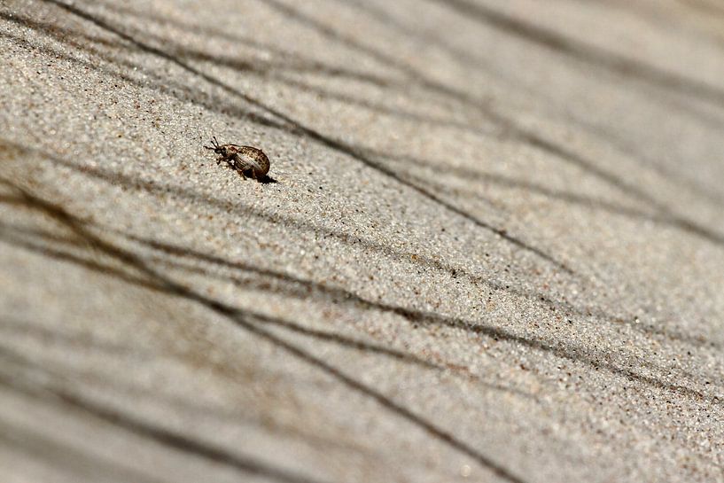 Brave tenacity by Arjen Kruisman