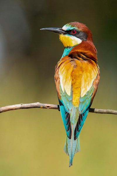Bee-eater (Merops apiaster) by Gert Hilbink