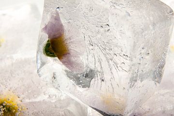 Primula in crystal clear ice 2 van Marc Heiligenstein