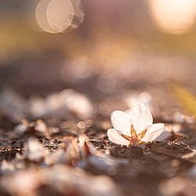 Blüten auf dem Boden werden von der Sonne erwärmt von Karin Bakker