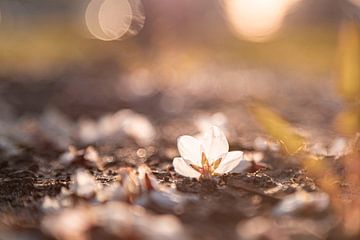 Blüten auf dem Boden werden von der Sonne erwärmt von Karin Bakker