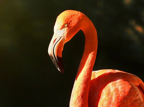 De flamingo