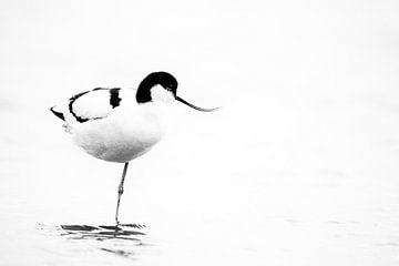 Pied-billed avocet - High Key  by Martin Bredewold