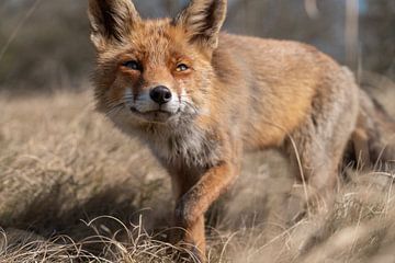 Fox in natural habitat by Jolanda Aalbers