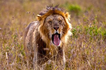 Yawning Lionman van Peter Michel