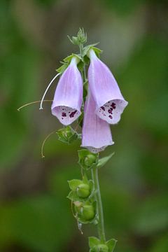 Foxglove