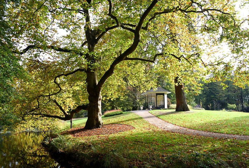 Tea house under old plane tree by Evert-Jan Hoogendoorn