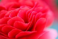 rose rouge
