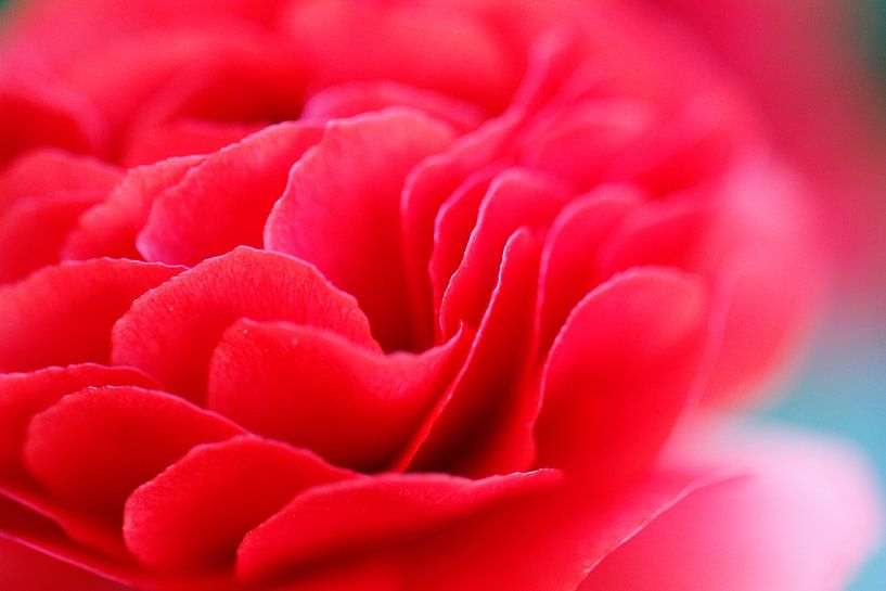 red rose by Heidi Wils